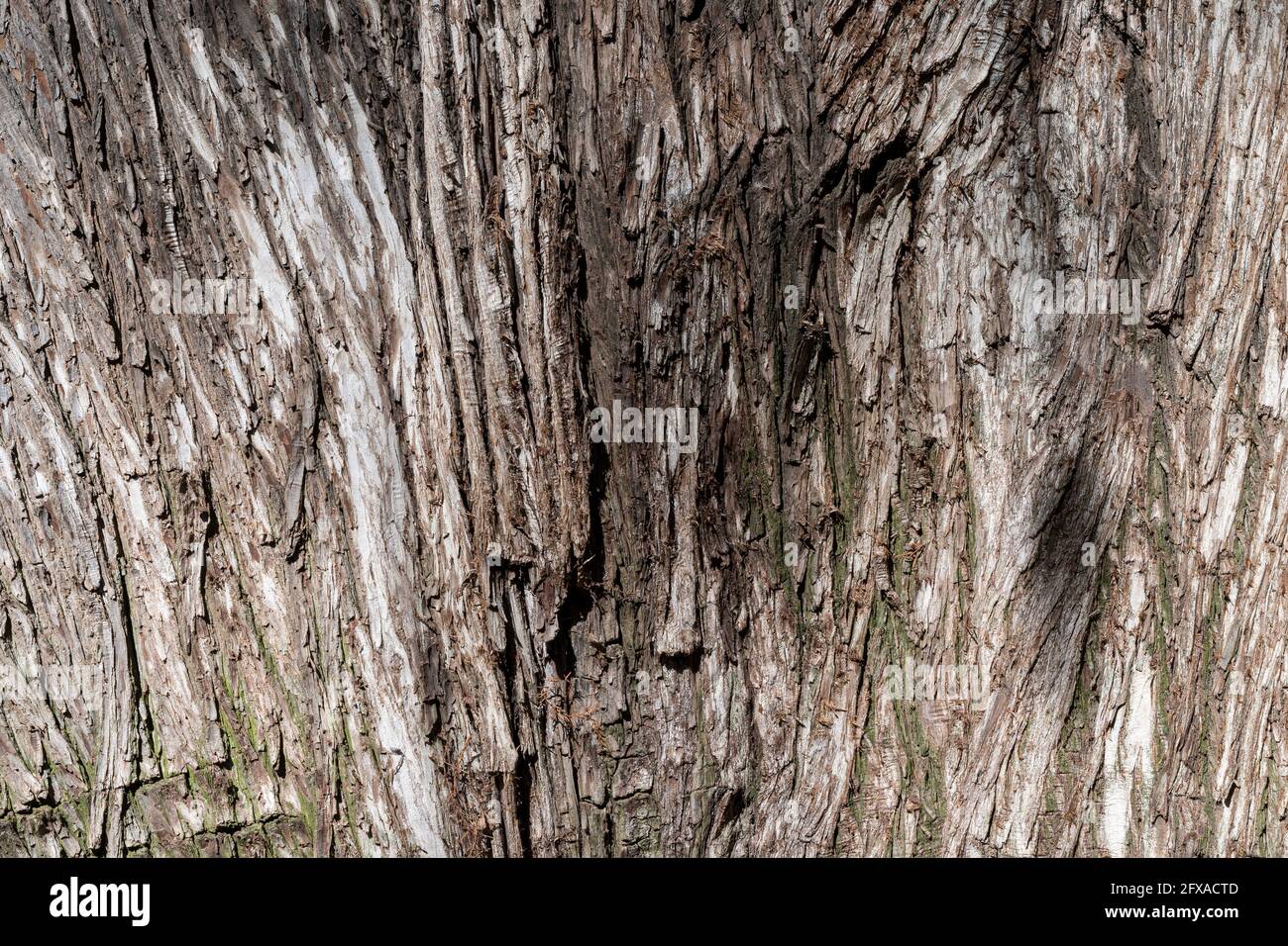 L'écorce de l'arbre de Taxodium mucronatum, le cyprès de Montezuma, grand espace de copie, gros plan avec beaucoup de détails Banque D'Images