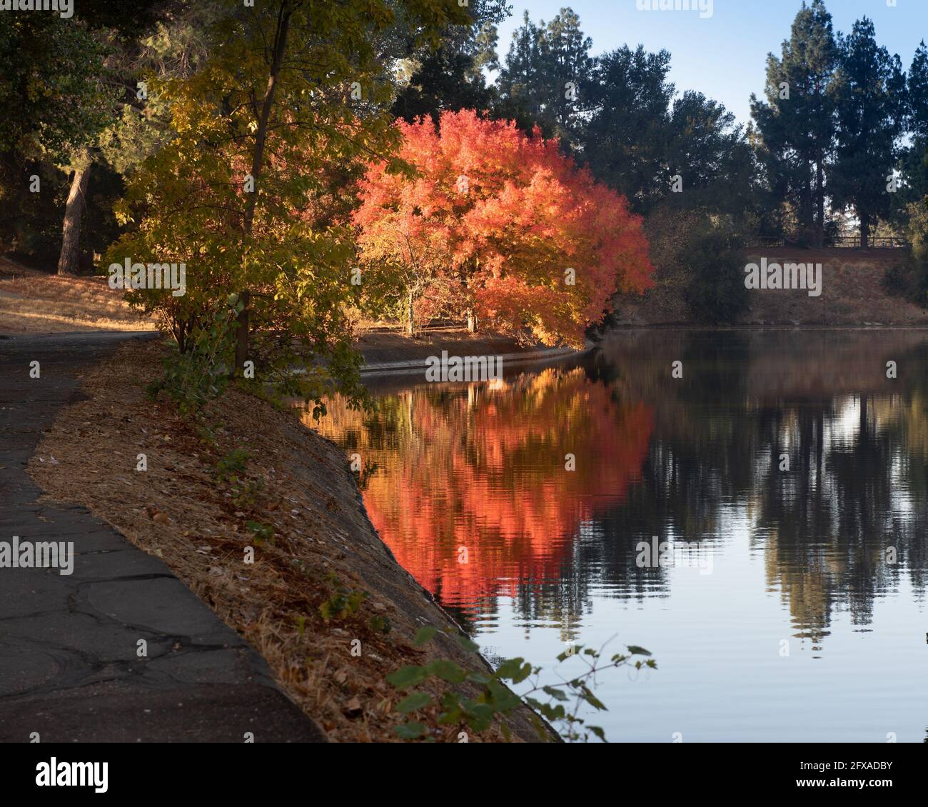 Arbre coloré à l'arboretum UC Davis à l'automne se reflète sur le lac Spafford, également avec la passerelle piétonne Banque D'Images