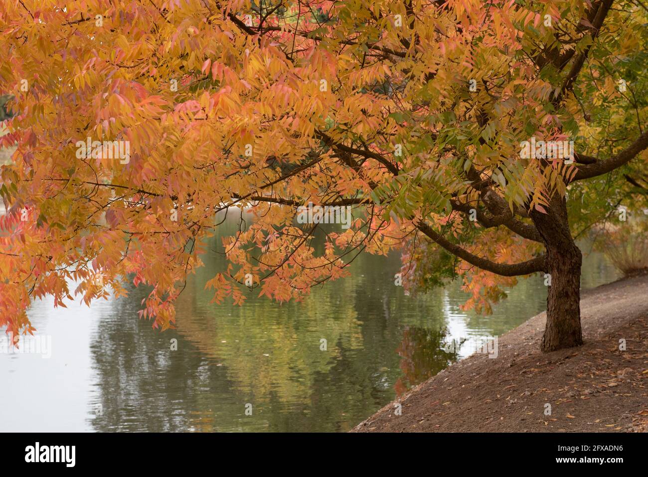 Couleur orange colorée et feuilles d'arbre rouges à l'UC L'arboretum de Davis à l'automne se reflète sur le lac Spafford Banque D'Images