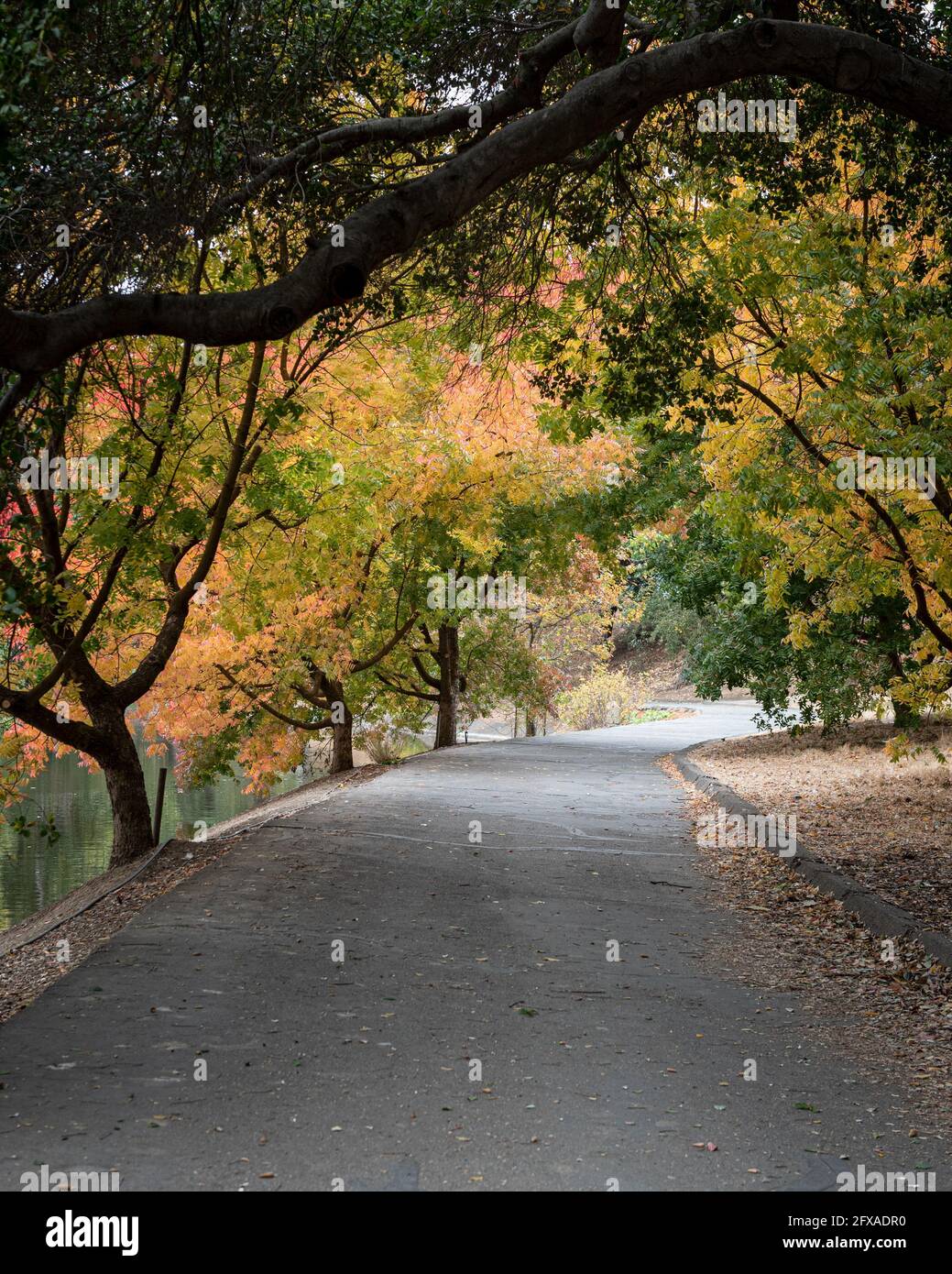 Arbre coloré à l'arboretum de l'UC Davis à l'automne et au lac Spafford, présentant le chemin piétonnier Banque D'Images