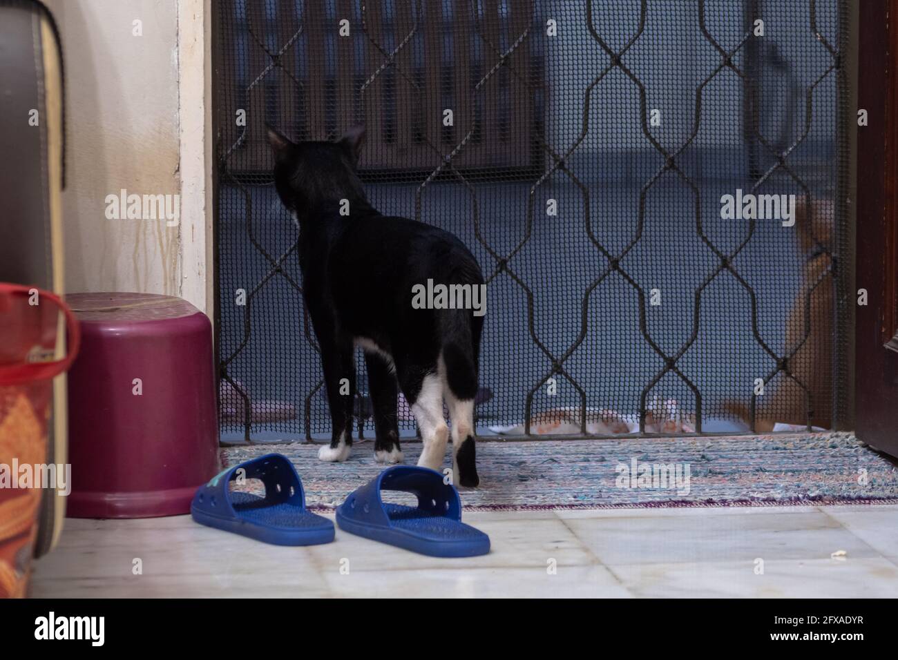 Vue arrière d'un chat noir se tenant devant la porte et regardant à l'extérieur. Banque D'Images