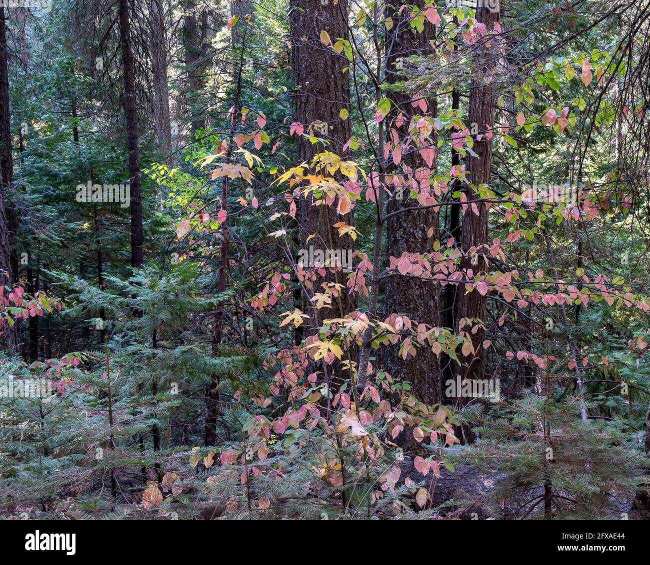 Couleurs d'automne sur le sentier South Grove du parc régional de Calaveras Big Trees, Californie, États-Unis, avec des feuilles de bois de chien et des conifères au chemin Banque D'Images