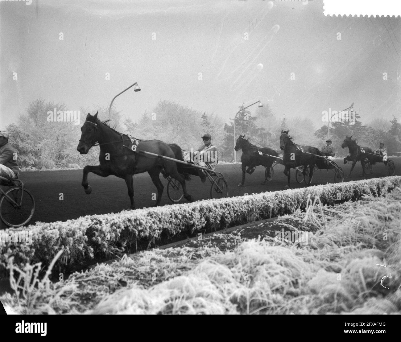 Trotting dans le parc sportif de Hilversum, de gauche à droite Verite, pilote P. Heijner, Trixi, pilote H. Zwijnenbur Tassel Friezin, pilote H. Koster, J. van, 8 février 1959, DRAVERIJEN, riders, parcs sportifs, pays-Bas, agence de presse du XXe siècle photo, news to Remember, documentaire, photographie historique 1945-1990, histoires visuelles, L'histoire humaine du XXe siècle, immortaliser des moments dans le temps Banque D'Images