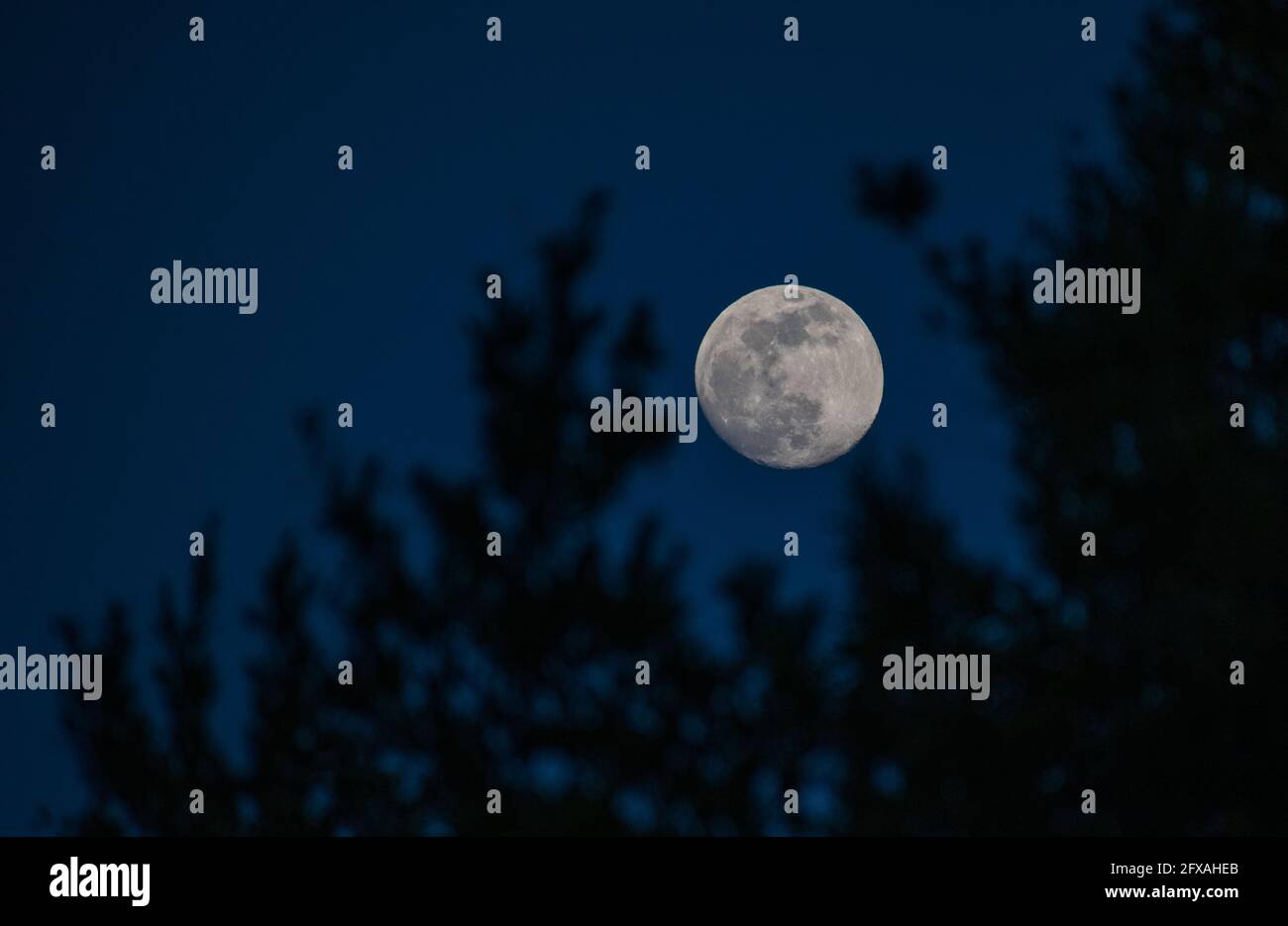 Une photo de la super lune en mai 2021 vue à travers les arbres. Banque D'Images