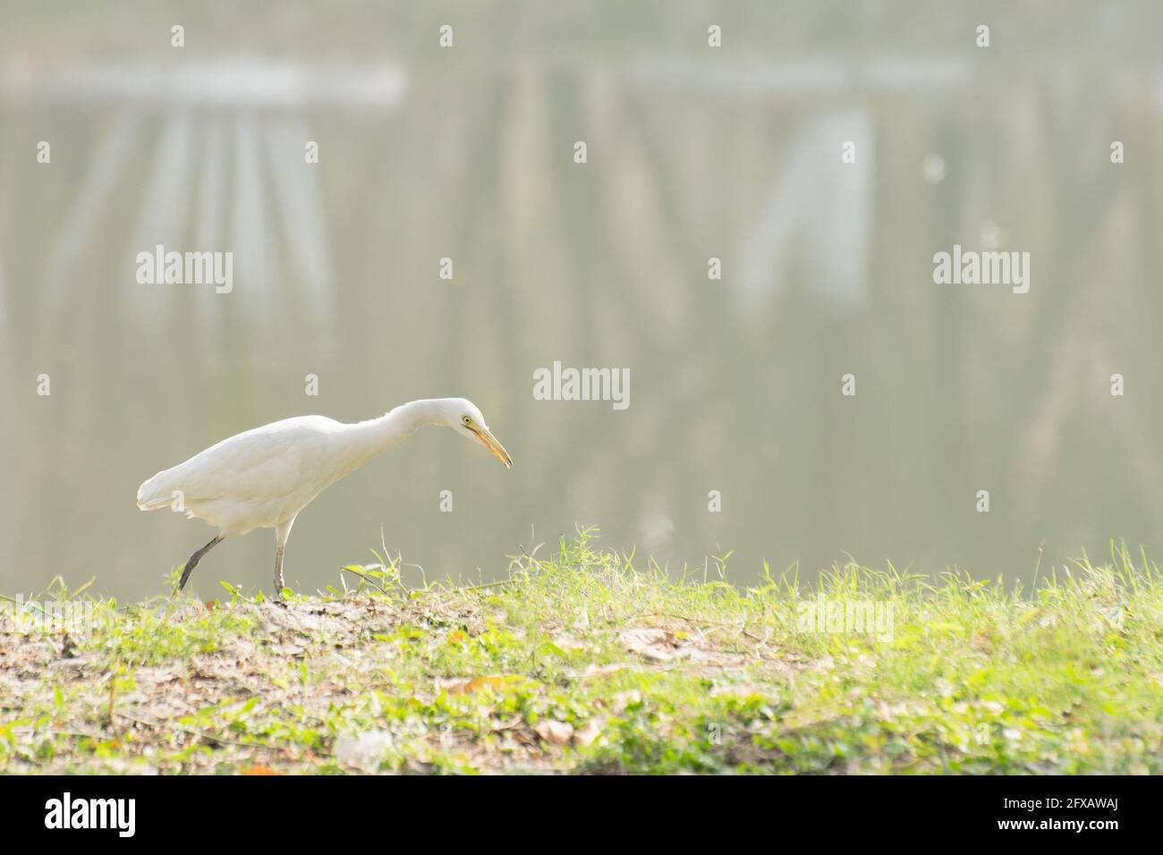 Héron d'étang indien ou oiseau de pagaybird (Ardeola grayii) , un petit héron, marchant au-delà d'un lac avec brouillard en arrière-plan. Photo de stock prise à Kolkata, Calcutta, nous Banque D'Images