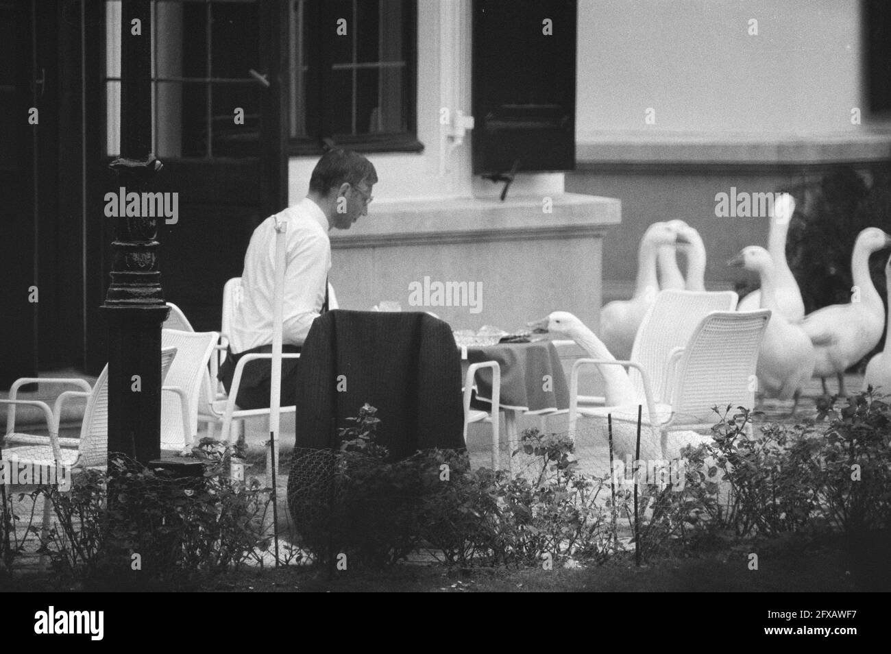 Une oie vole le sandwich de Dries van Agt (CDA) sur la terrasse du Catshuis, 8 septembre 1981, oies, formations de cabinet, Repas, hommes politiques, terrasses, pays-Bas, Agence de presse du XXe siècle photo, nouvelles à retenir, documentaire, photographie historique 1945-1990, histoires visuelles, L'histoire humaine du XXe siècle, immortaliser des moments dans le temps Banque D'Images