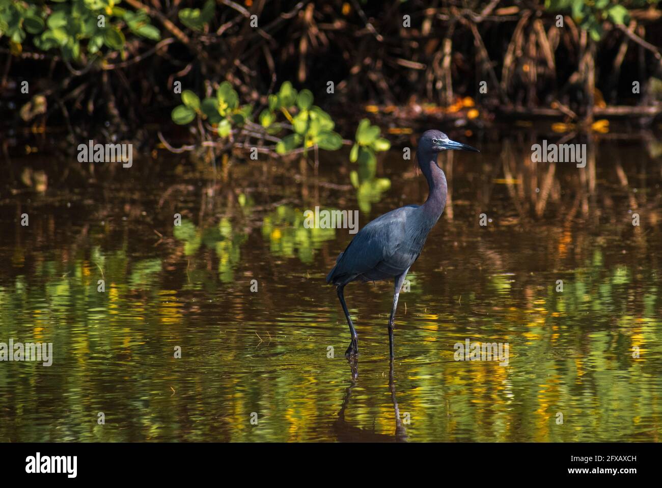 Grande collection de la faune de floride du parc naturel de floride, y compris des oiseaux, des insectes, et plus encore Banque D'Images