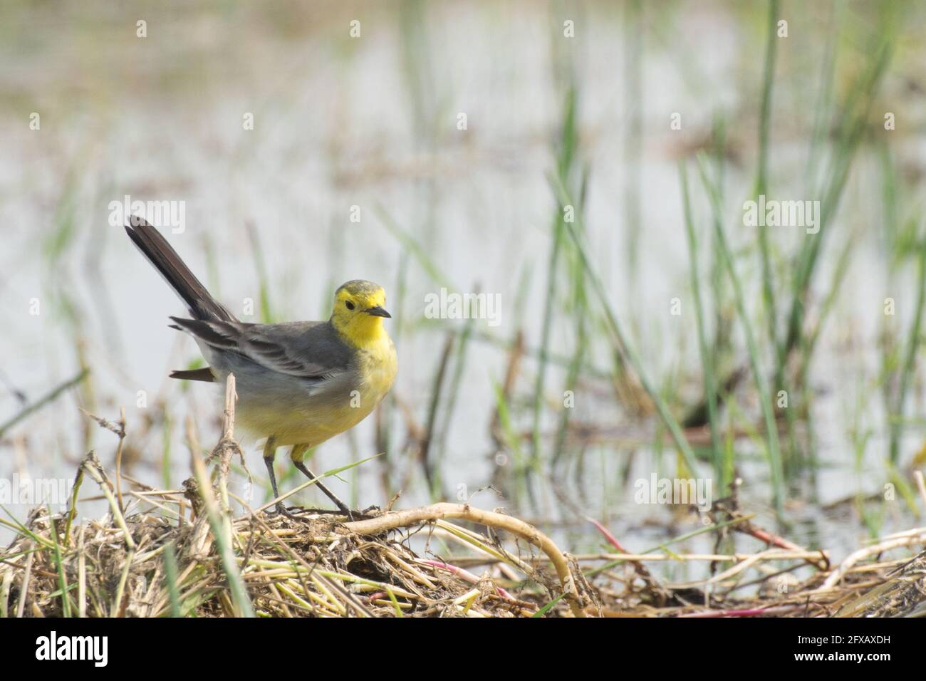 Oiseau jaune, nom scientifique - Motacilla flava, assis sur un terrain humide. C'est l'oiseau du début de l'hiver de l'Inde. Photo de stock prise le jour, Banque D'Images