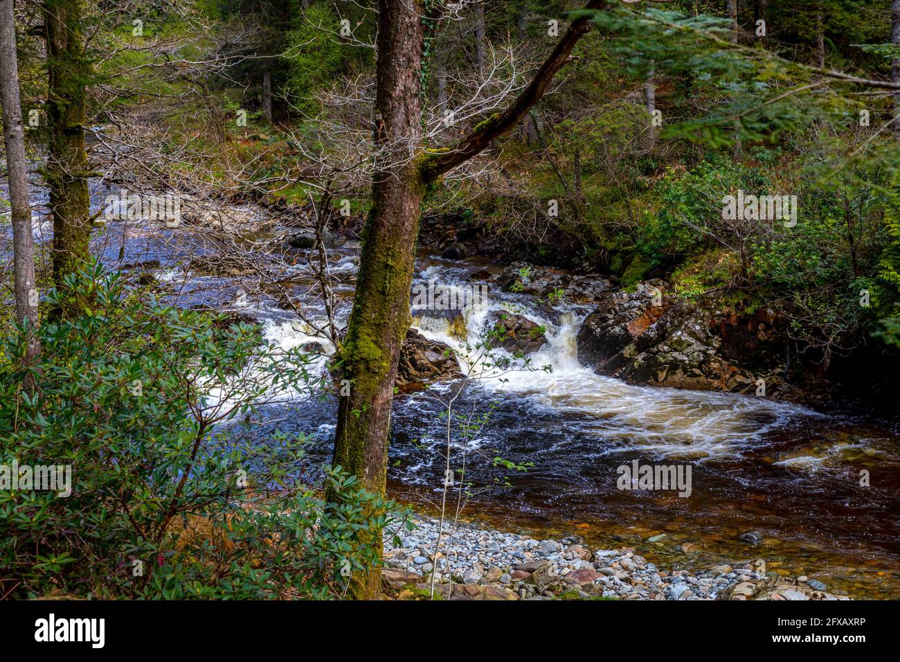 Afon Mawddach, forêt de Coed y Brenin, Gwynedd, pays de Galles. Banque D'Images