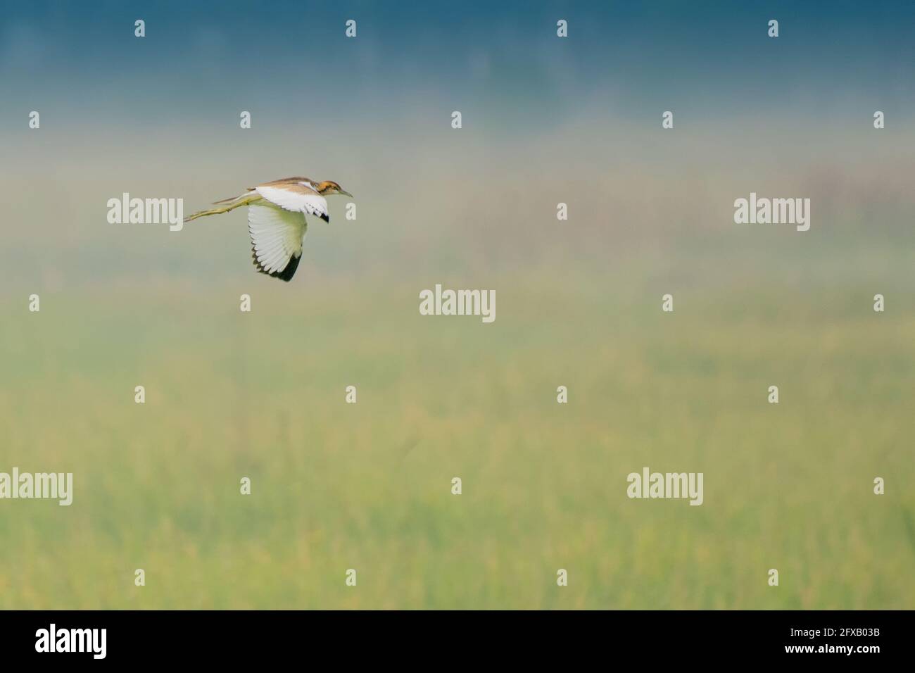 Oiseau - Egret médian , Egretta intermedia volant dans le ciel Banque D'Images