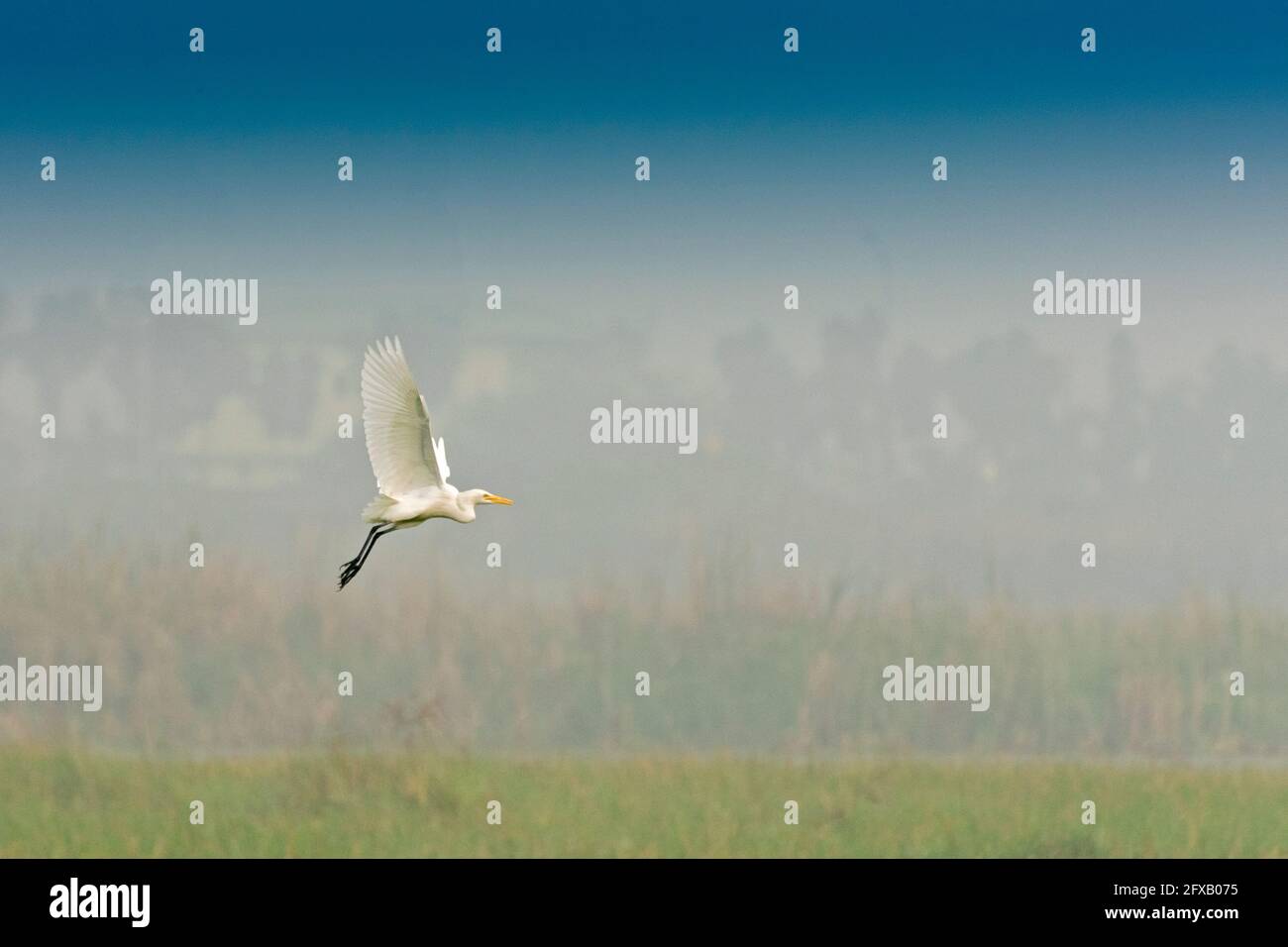 Oiseau - Egret médian , Egretta intermedia volant dans le ciel Banque D'Images