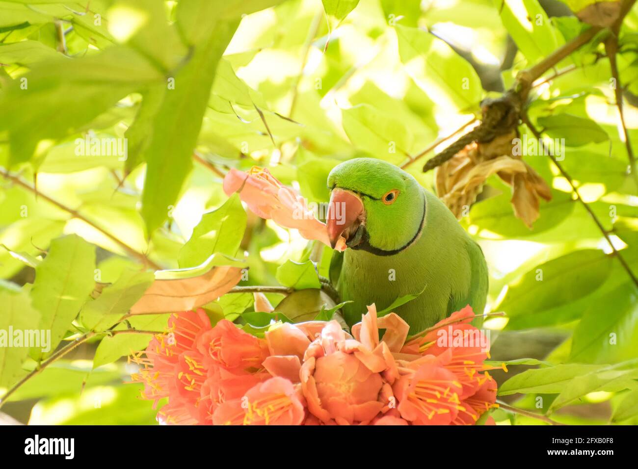 Perroquet à anneaux (Psittacula krameri) oiseau, connu sous le nom de perroquet à col annulaire, avec une couleur verte distinctive mangeant des pétales de fleurs. Shibpur Bolan Banque D'Images