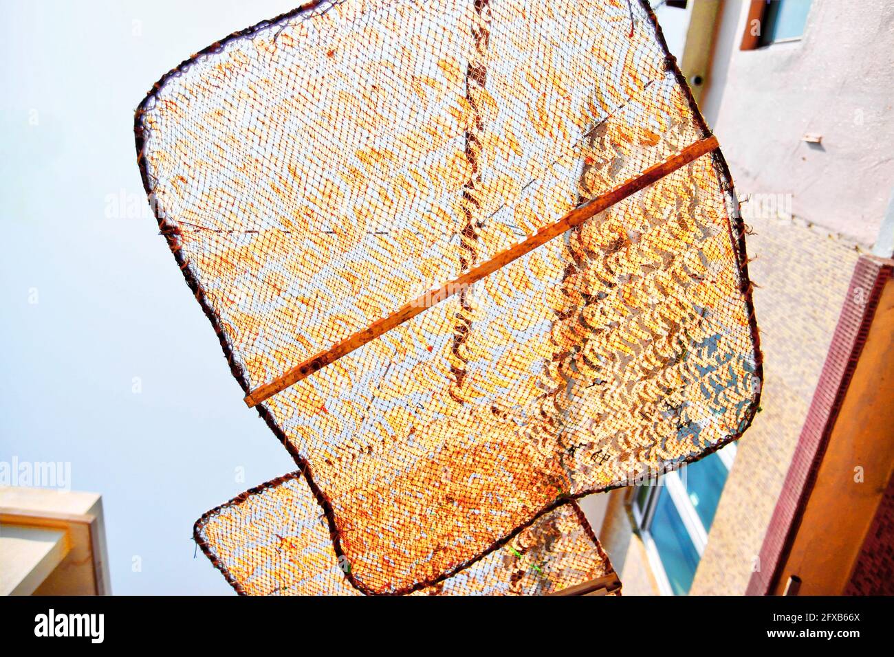 Des crevettes salées sont séchées au soleil sur des filets surélevés à Tai O, sur l'île de Lantau, à Hong Kong. Les fruits de mer séchés sont couramment utilisés dans la cuisine chinoise et le soleil sec Banque D'Images