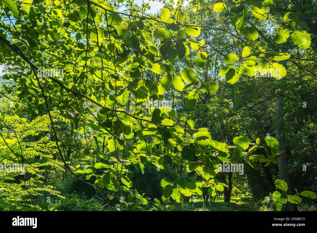 branches et feuilles de hêtre en contre-jour sous le soleil d'été. Abruzzes, Italie, Europe Banque D'Images