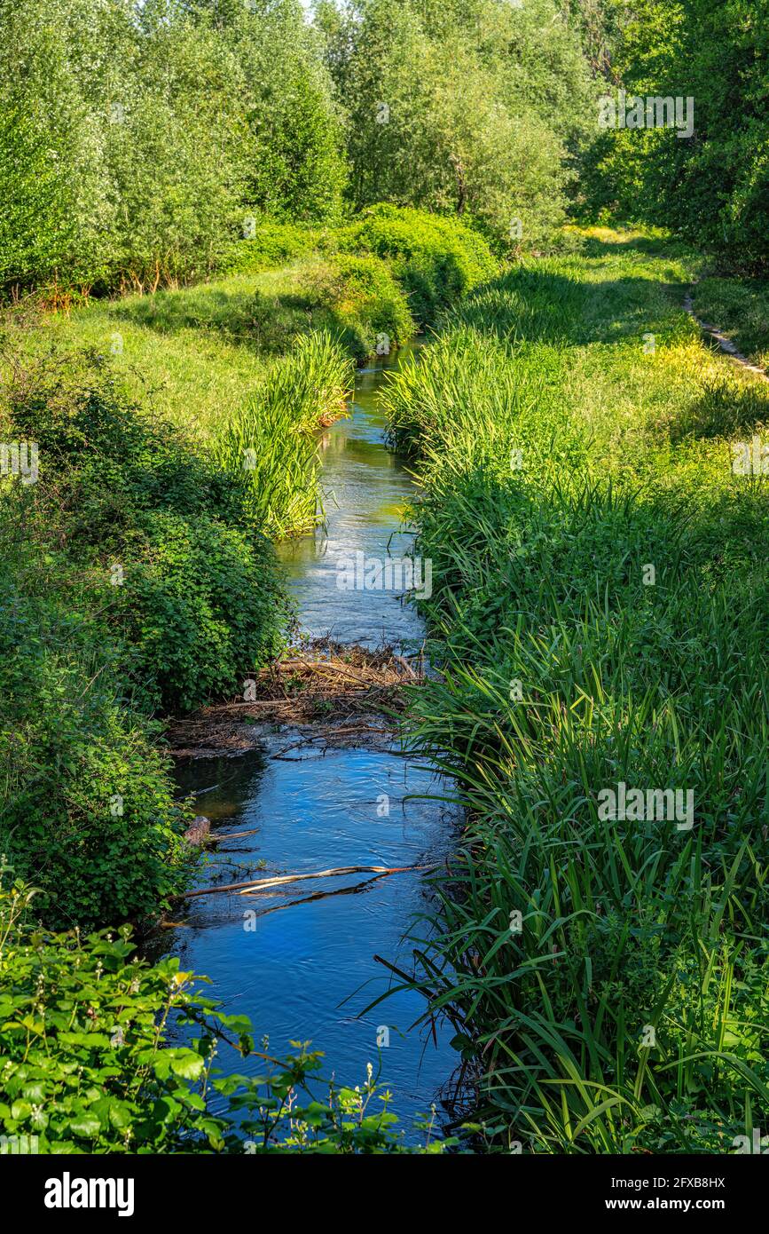 de petits ruisseaux s'écoulent tranquillement entre la haute herbe et la végétation aquatique lors d'une journée ensoleillée d'été. Abruzzes, Italie, Europe Banque D'Images