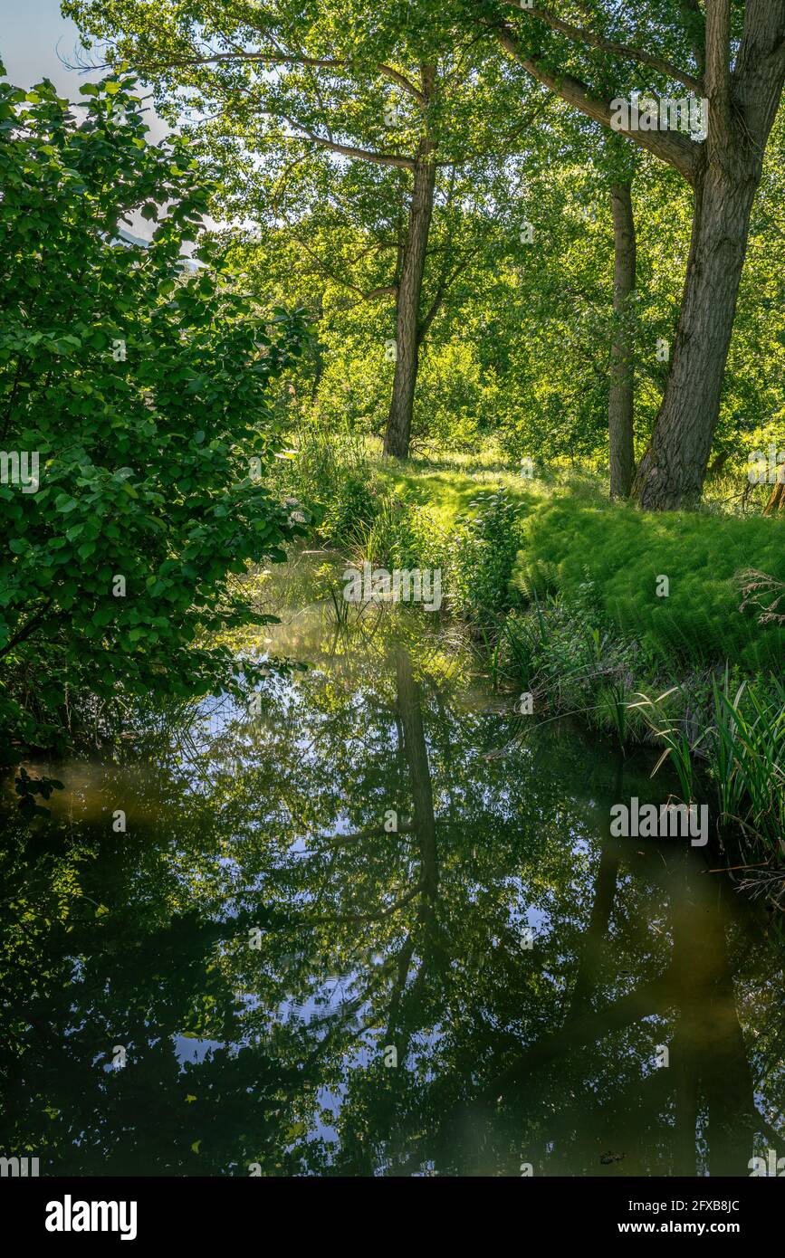 de petits ruisseaux s'écoulent tranquillement entre la haute herbe et la végétation aquatique lors d'une journée ensoleillée d'été. Abruzzes, Italie, Europe Banque D'Images