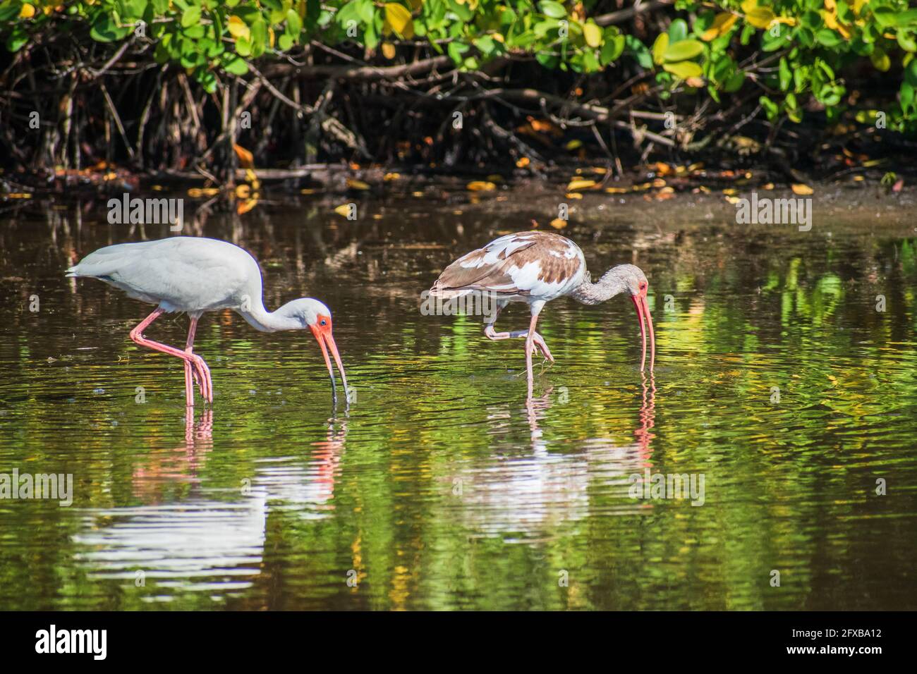 Jeune et adulte, White Ibis se barbote dans un petit étang dans une réserve naturelle de Floride. Banque D'Images