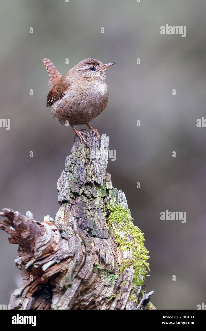 Tom pouce Banque D'Images