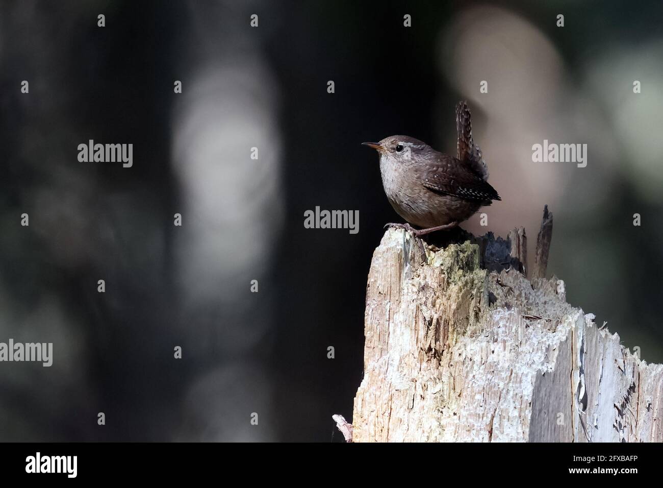 Tom pouce Banque D'Images