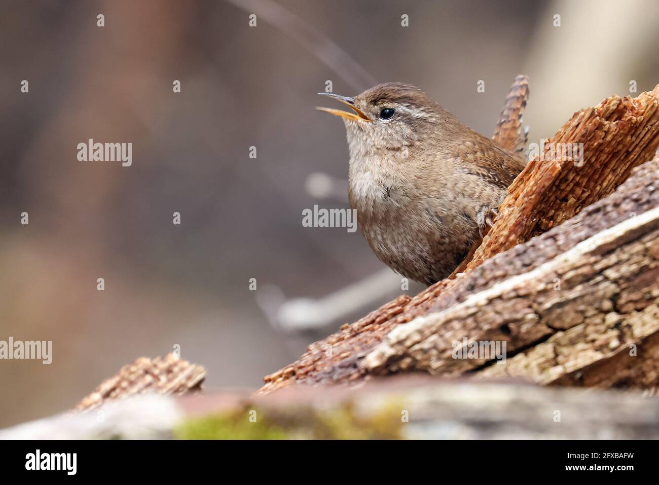 Tom pouce Banque D'Images
