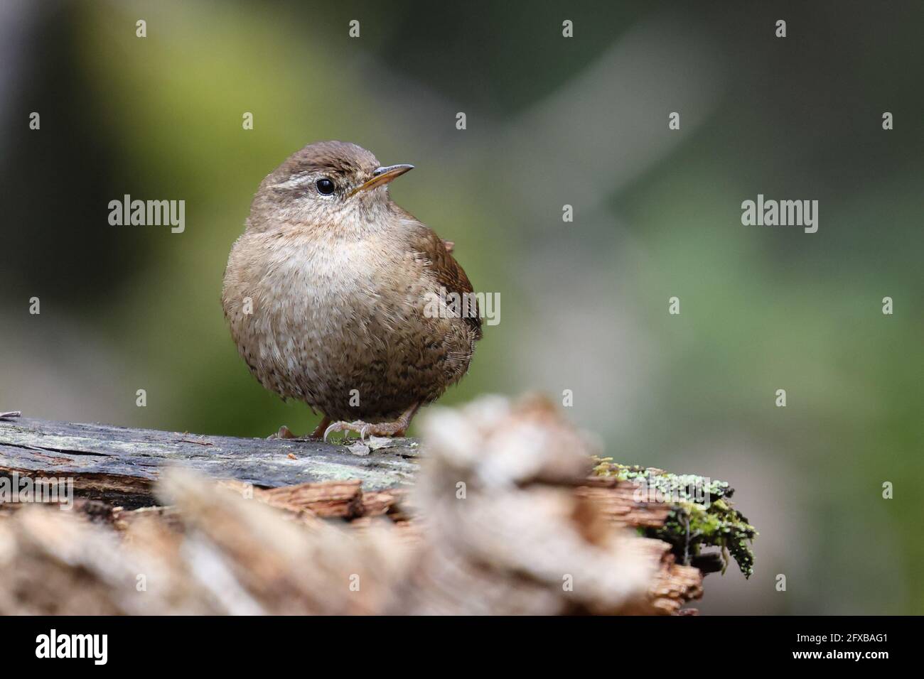 Tom pouce Banque D'Images