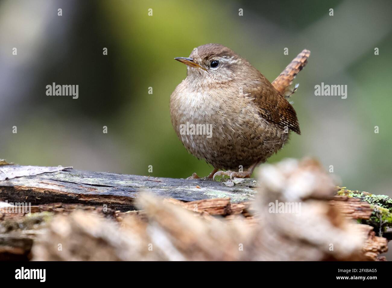 Tom pouce Banque D'Images