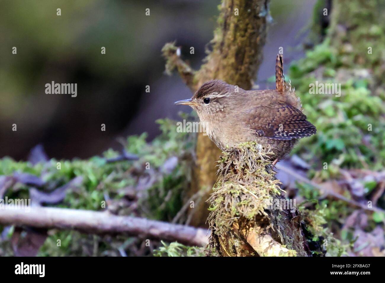 Tom pouce Banque D'Images