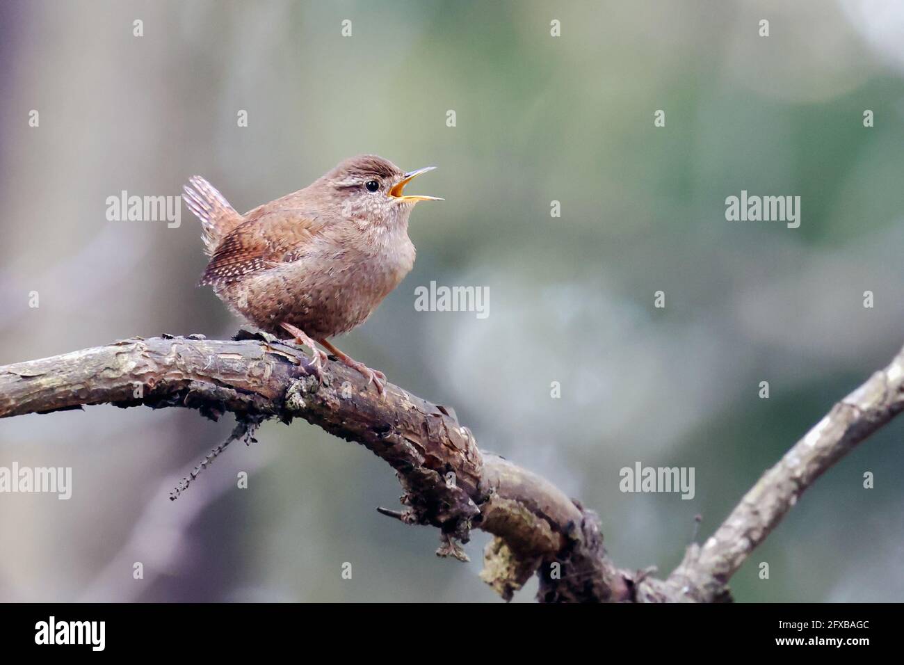 Tom pouce Banque D'Images