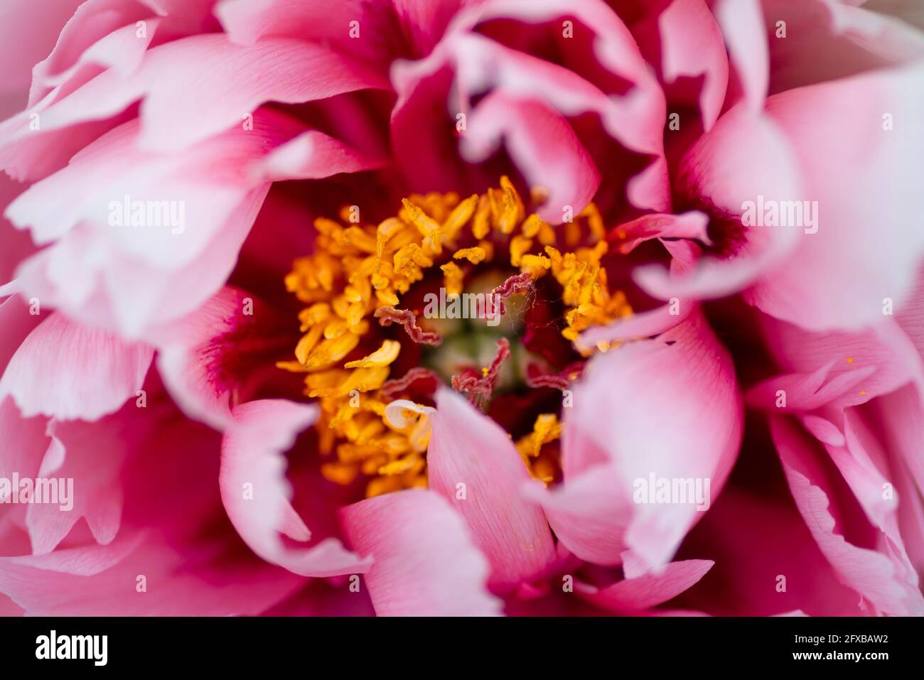 Gros plan sur la fleur rose des pivoines d'arbre. Fleur de pivoine rose gros plan avec mise au point sélective. Image de pivoine basse touche magnifique en fleurs pour la décoration Banque D'Images