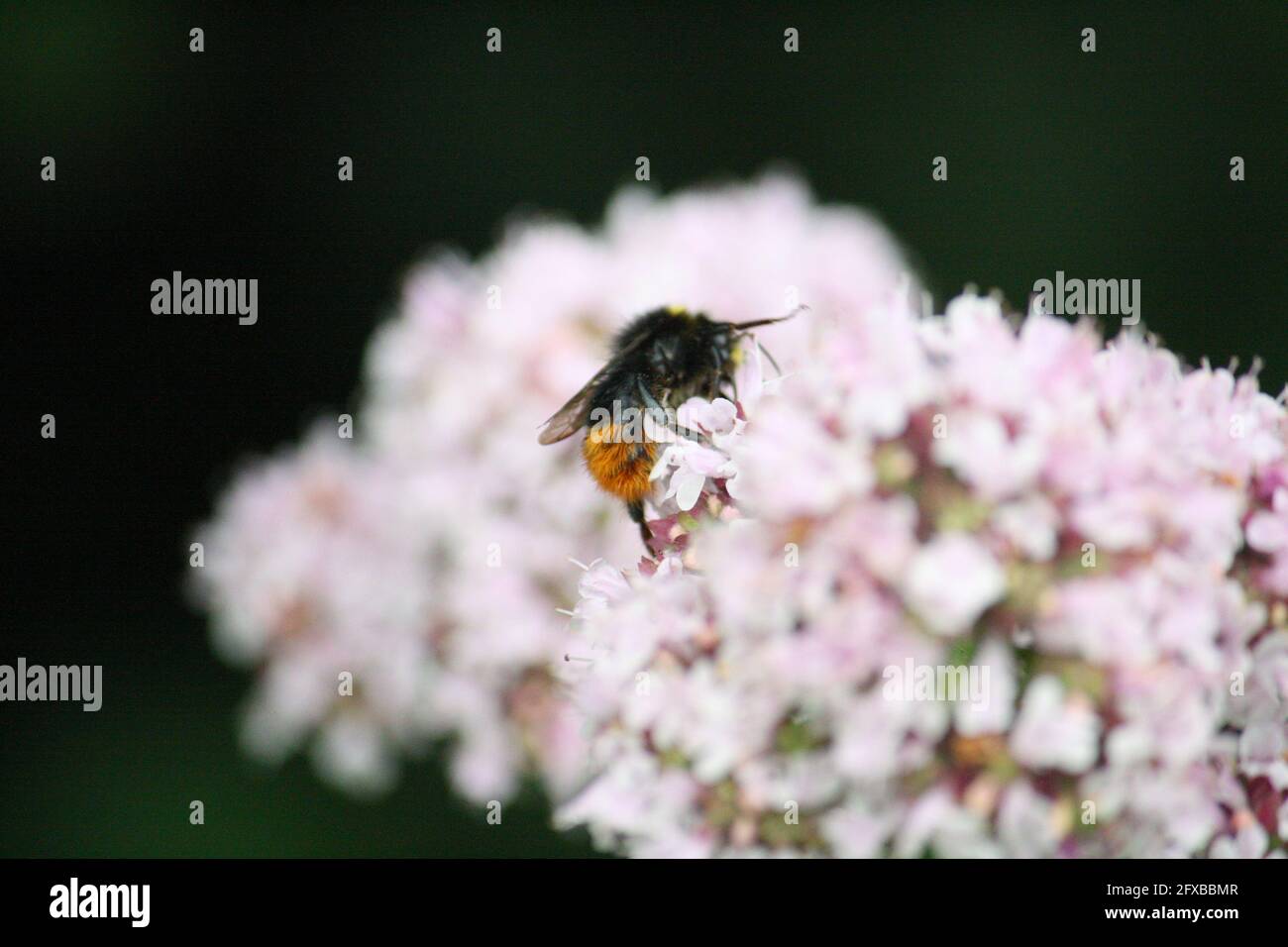 Abeille rouge (Bombus lapidarius) collecte de nectar et de pollen d'une fleur Banque D'Images