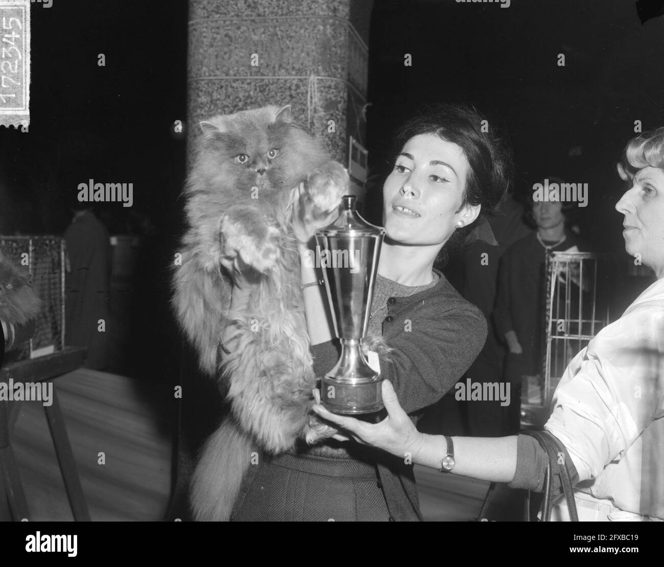Exposition Internationale De Chats A Koopmansbeurs Amsterdam Le Champion Etait La Presse Grise Bebelle Proprietaire Isabelle Millet De Paris 13 Decembre 1964 Champions Expositions Pays Bas Agence De Presse Du Xxe Siecle Photo