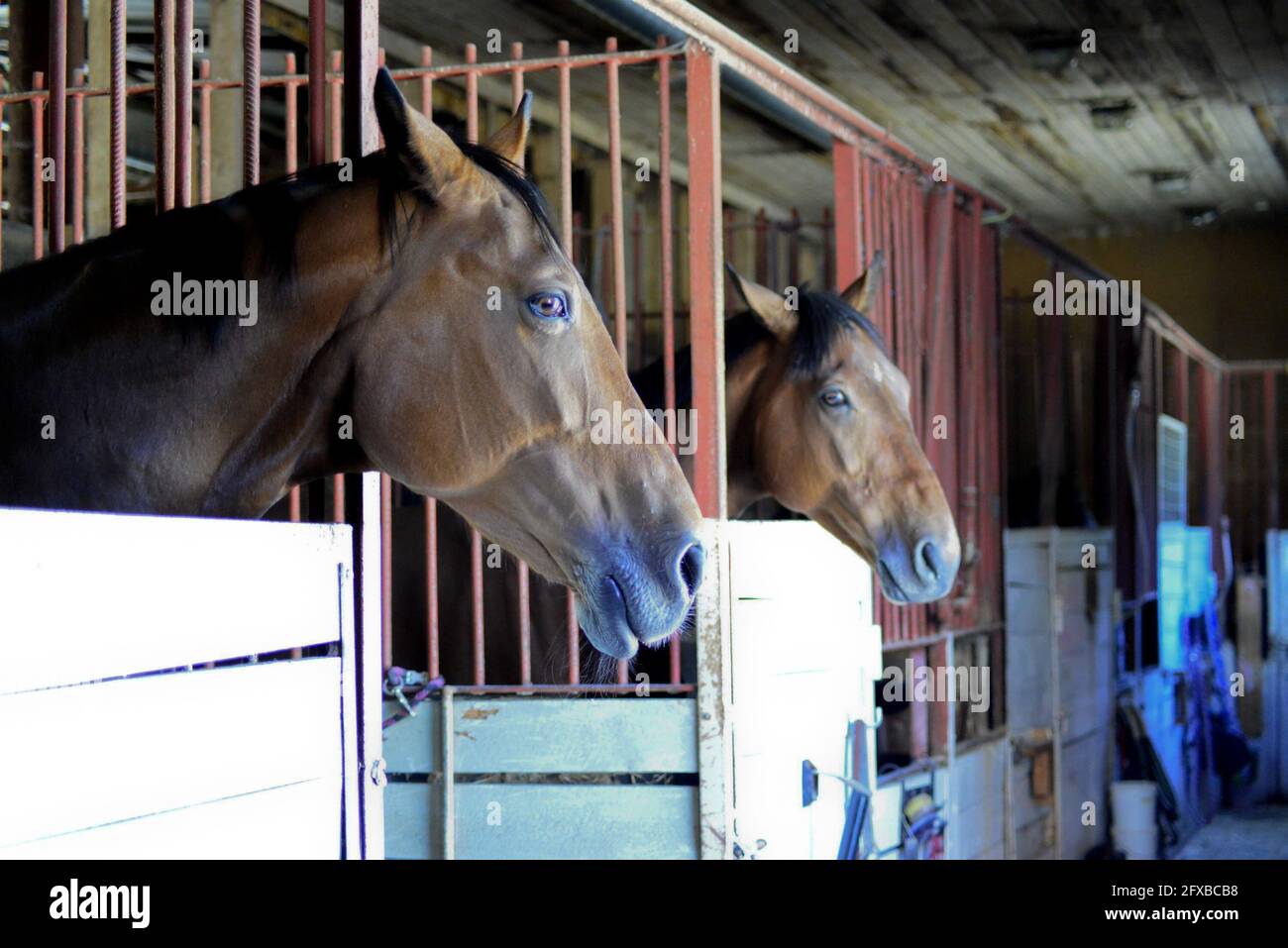 Deux poulains de pur-sang à la porte stable. Chevaux debout dans la grange. Banque D'Images