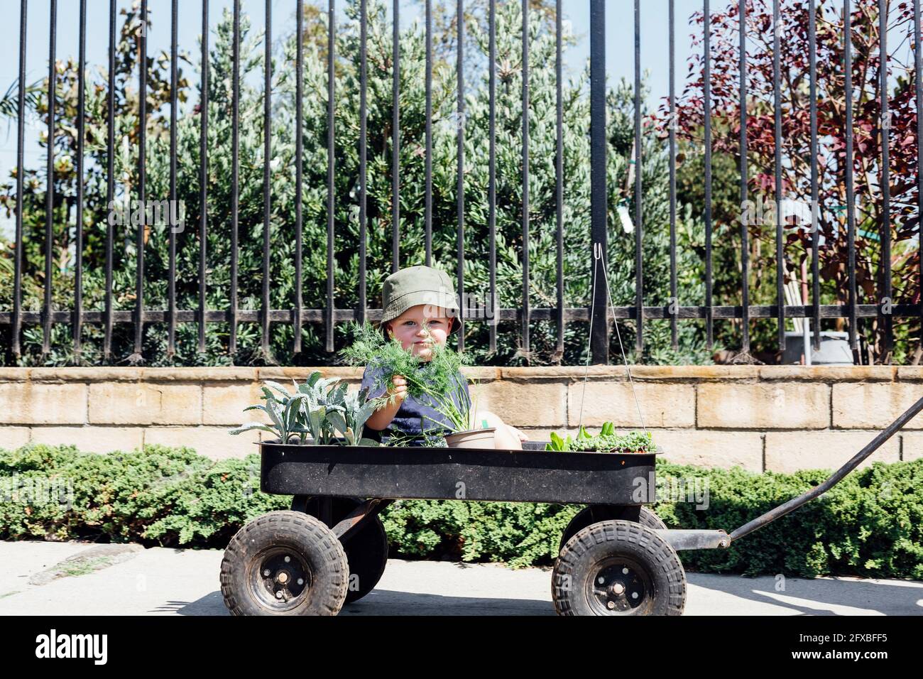 Adorable garçon touchant une plante dans une brouette pendant la journée ensoleillée à la pépinière Banque D'Images