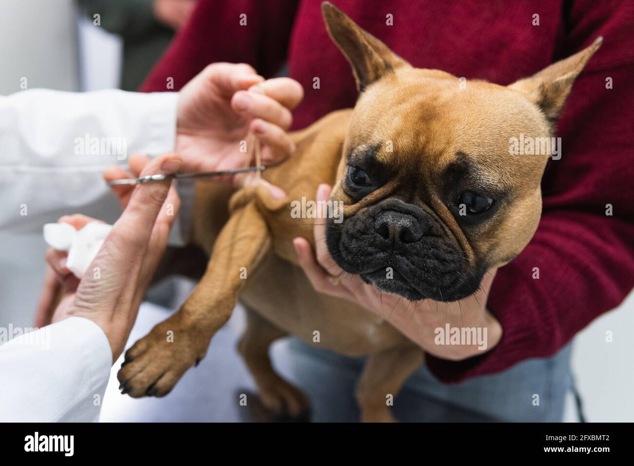 Jeune femme tenant le chien tandis que la femme vétérinaire traitant le Bulldog français à la clinique médicale Banque D'Images