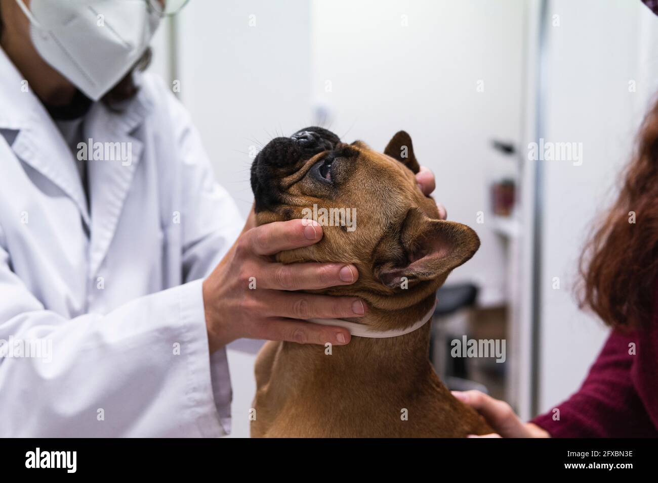 Femme vétérinaire examinant bulldog à la clinique médicale Banque D'Images