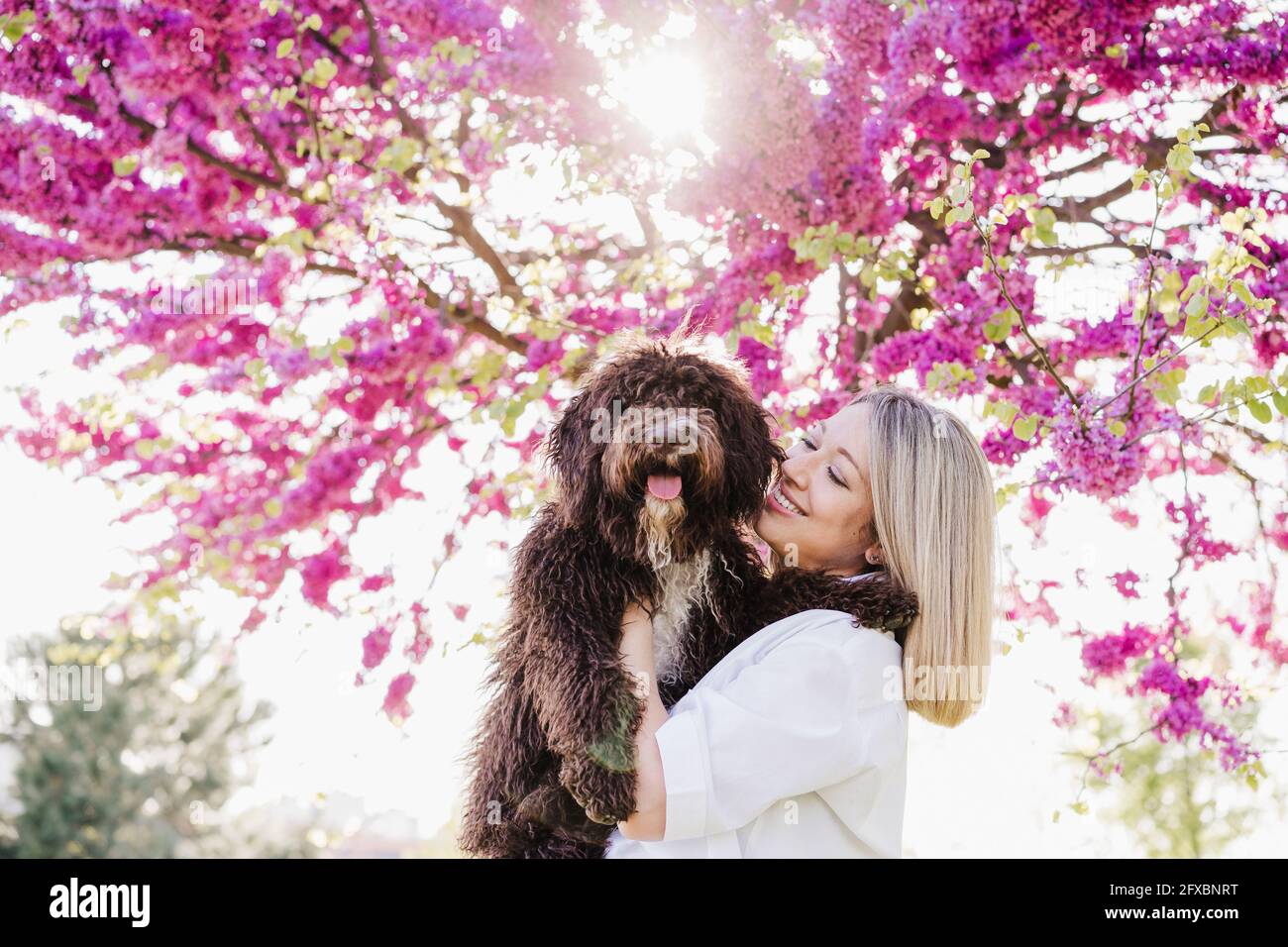 Femme souriante portant un chien d'eau espagnol par un arbre rose pendant la journée ensoleillée Banque D'Images