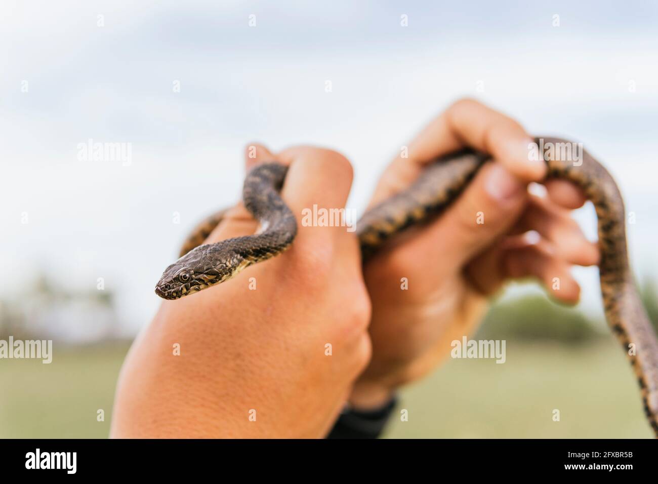 Un jeune homme attrape un serpent vipère en forêt Banque D'Images