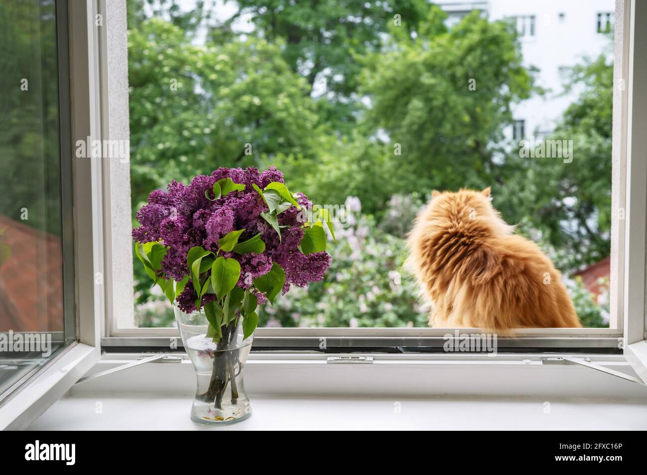Le chat de gingembre est assis à une fenêtre ouverte Banque D'Images