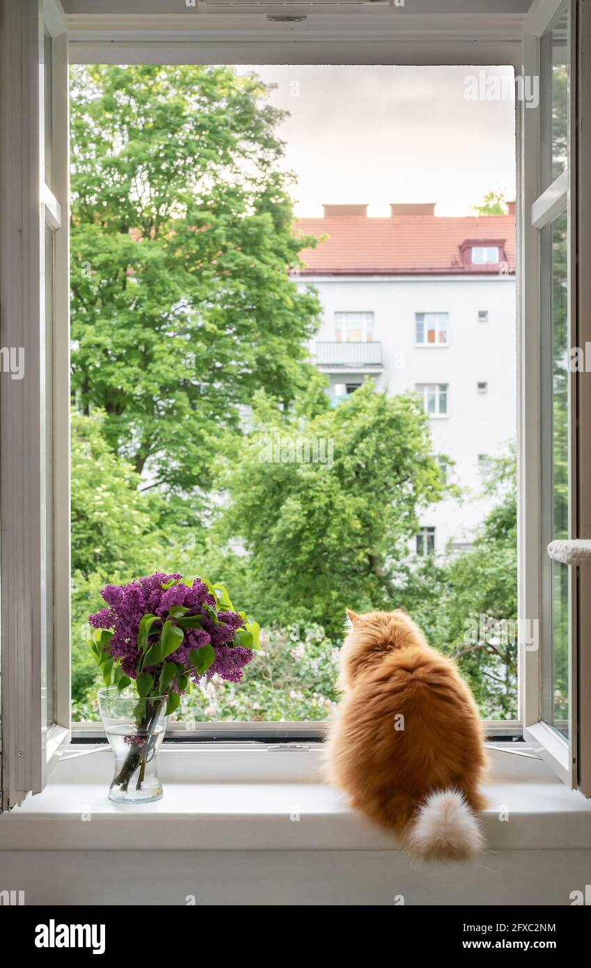 Le chat de gingembre se trouve à côté d'un vase avec des fleurs à une fenêtre ouverte Banque D'Images