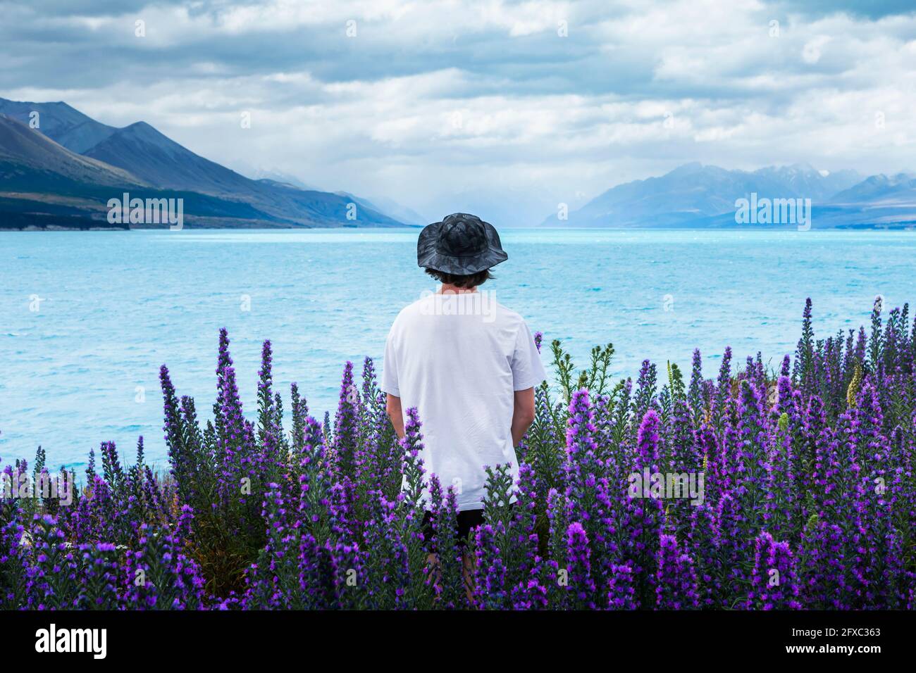 Nouvelle-Zélande, Canterbury, vue arrière du jeune homme en chapeau debout parmi les lupins en fleur (Lupinus) au lac Tekapo Banque D'Images