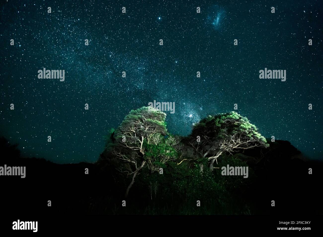 Ciel étoilé sur des arbres illuminés la nuit, Bay of Plenty, Nouvelle-Zélande Banque D'Images