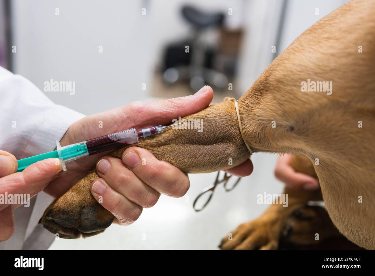 Femme vétérinaire enlevant le sang de la jambe de Bulldog à la clinique médicale Banque D'Images