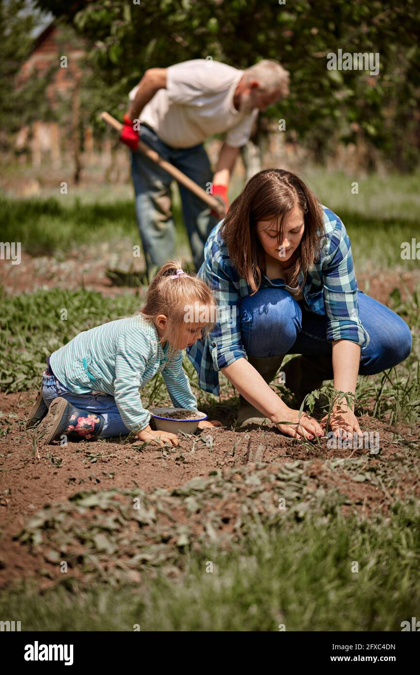 Mère plantant des plants de tomate avec sa fille alors que son grand-père travaille en arrière-plan Banque D'Images