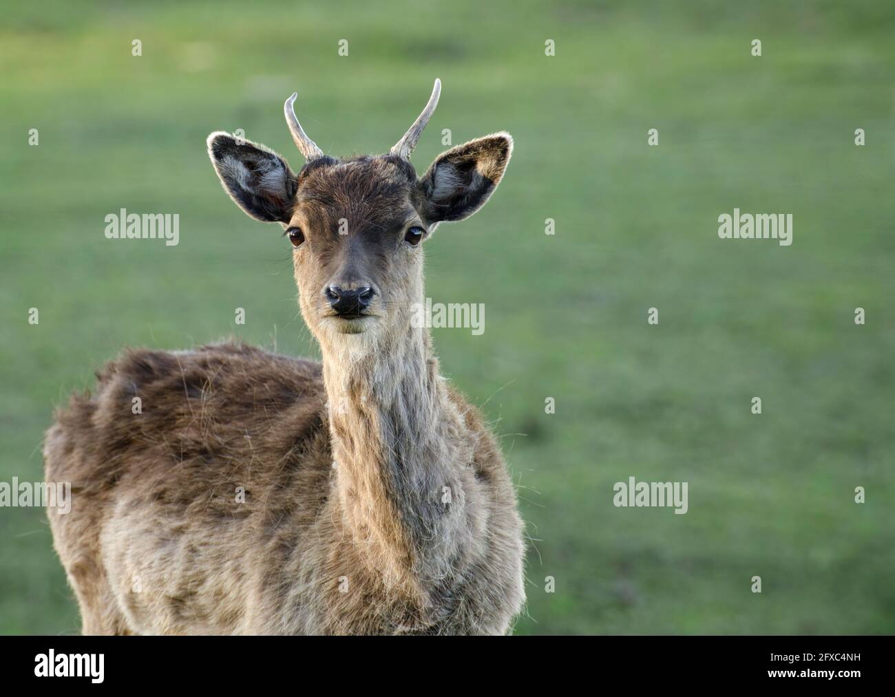 Gros plan d'un jeune cerf de Virginie (Dama dama). Mai en pologne. Banque D'Images