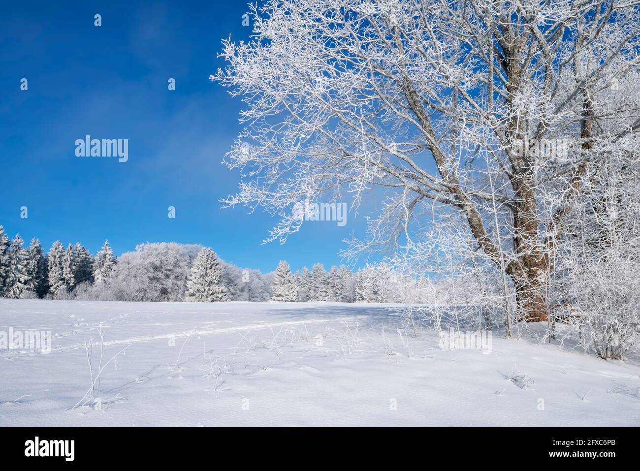 Allemagne, Bade-Wurtemberg, Zollernalb, paysage d'hiver avec givre sur les arbres sous ciel bleu Banque D'Images