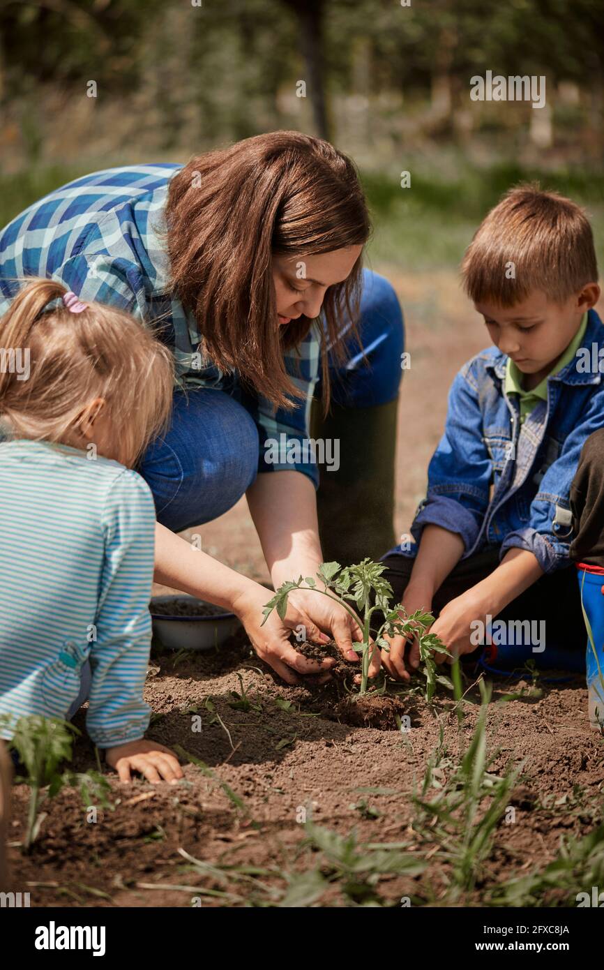 Mère plantant des plants de tomate avec son fils et sa fille dans la cour arrière Banque D'Images