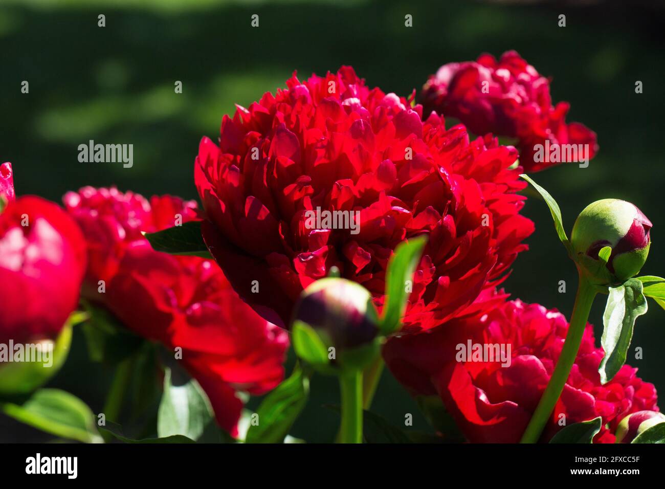 Pivoine « velours de Noël ». Banque D'Images