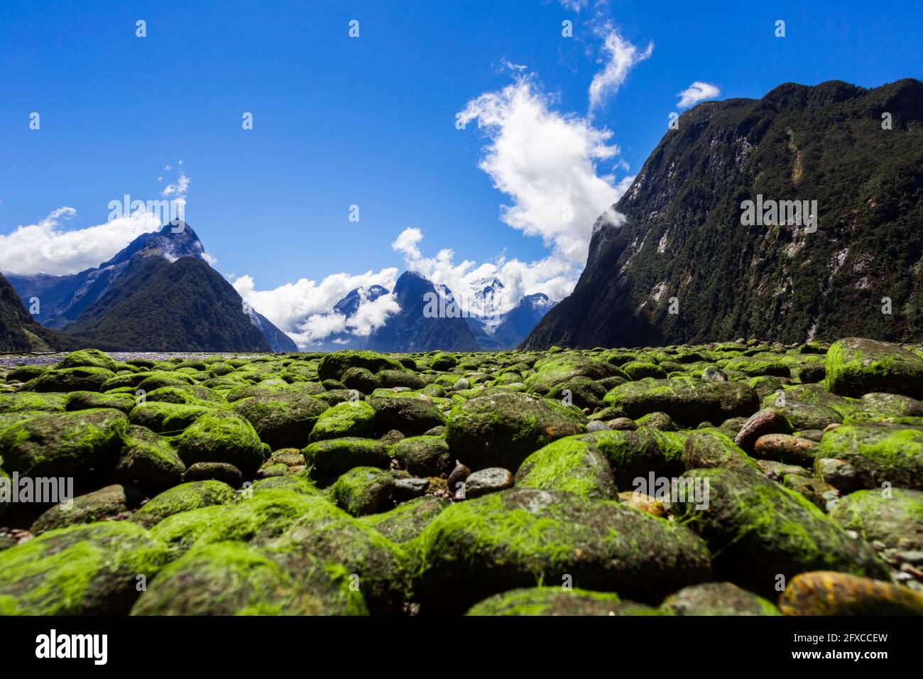 Nouvelle-Zélande, Île du Sud, Milford Sound, pierres couvertes de mousse dans un paysage majestueux de montagne Banque D'Images