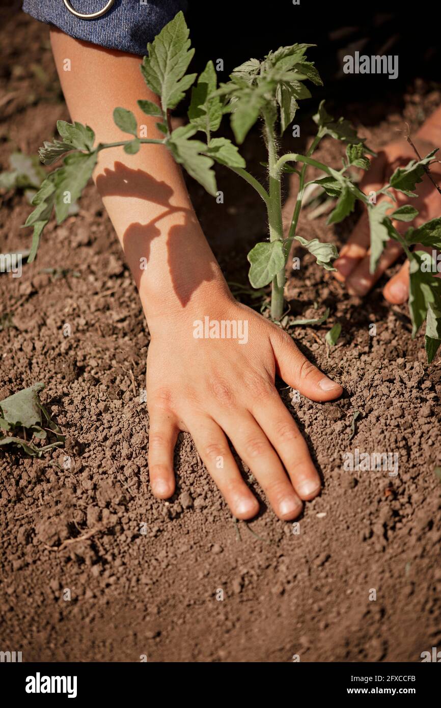 Femme plantant des plants de tomate dans la cour arrière Banque D'Images