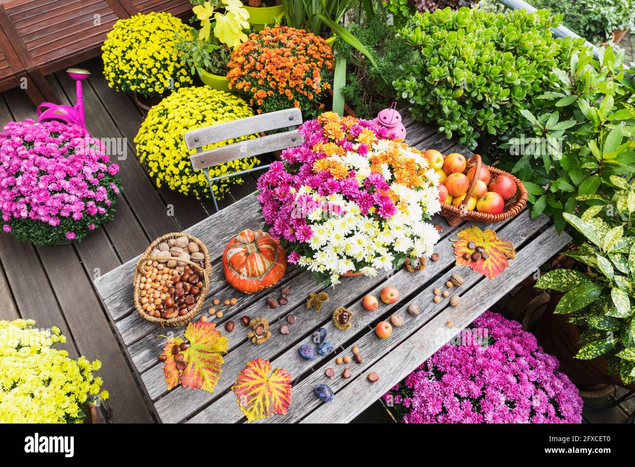 Table de balcon avec récolte d'automne comprenant un bouquet de chrysanthèmes fleuris, divers noix, pommes, citrouille, prunes et feuilles de raisin avec fleurs en pot en arrière-plan Banque D'Images